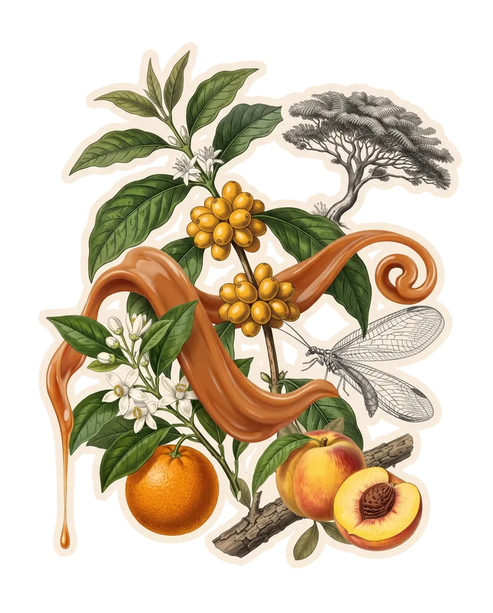 Colagem do café Siriema do Alexandre: ramo de Siriema com cerejas amarelas, laranja com flor de laranjeira e pêssego cortado, fita âmbar de doce de leite, crisopídeo, árvore pequena no alto e galho de casca grossa.